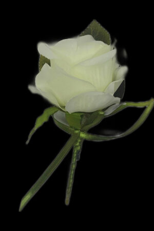 OFF WHITE ROSE- FOR LAPEL